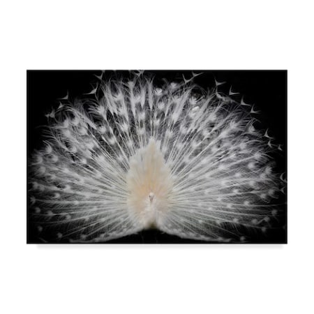 Trademark Fine Art Pino Liddi 'White Peacock Portrait' Canvas Art, 22x32 1X07759-C2232GG